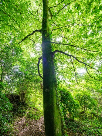 Étape 2 : scan 3D de la végétation