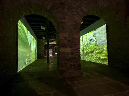 Terrarium - Installation à La Cohue Vannes - Thomas Daveluy, Guillaume Lepoix